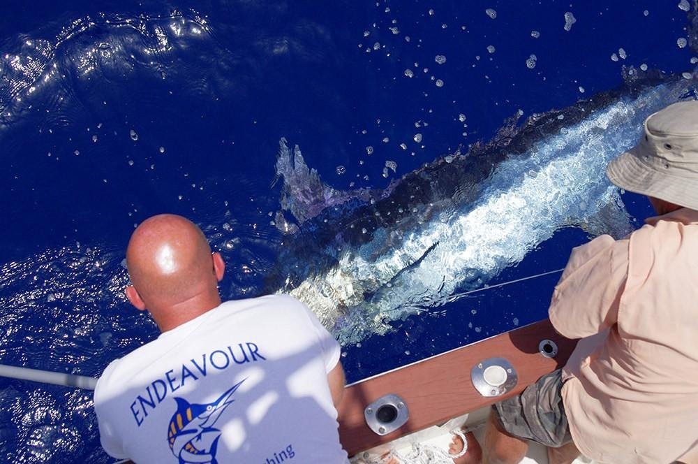 bluemarlin02.jpg